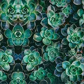 SR Kirei Ink Bio Succulent Wall